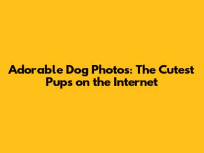 Adorable Dog Photos: The Cutest Pups on the Internet