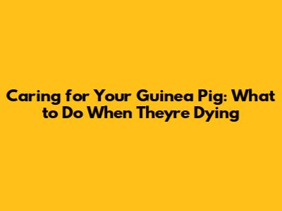 Caring for Your Guinea Pig: What to Do When They're Dying