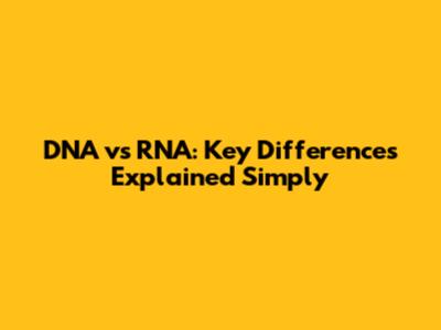 DNA vs RNA: Key Differences Explained Simply