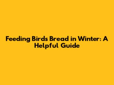 Feeding Birds Bread in Winter: A Helpful Guide