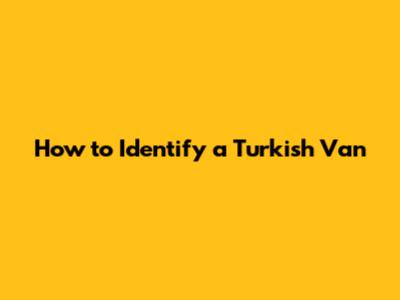 How to Identify a Turkish Van