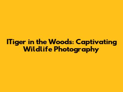 ITiger in the Woods: Captivating Wildlife Photography