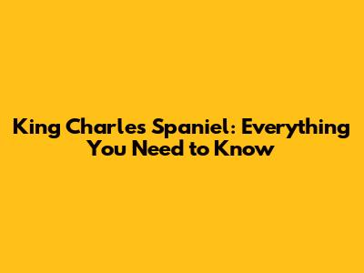 King Charles Spaniel: Everything You Need to Know