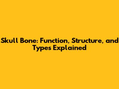Skull Bone: Function, Structure, and Types Explained