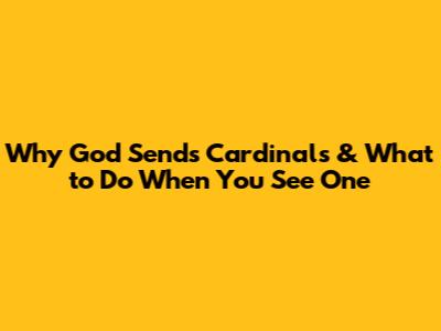 Why God Sends Cardinals & What to Do When You See One